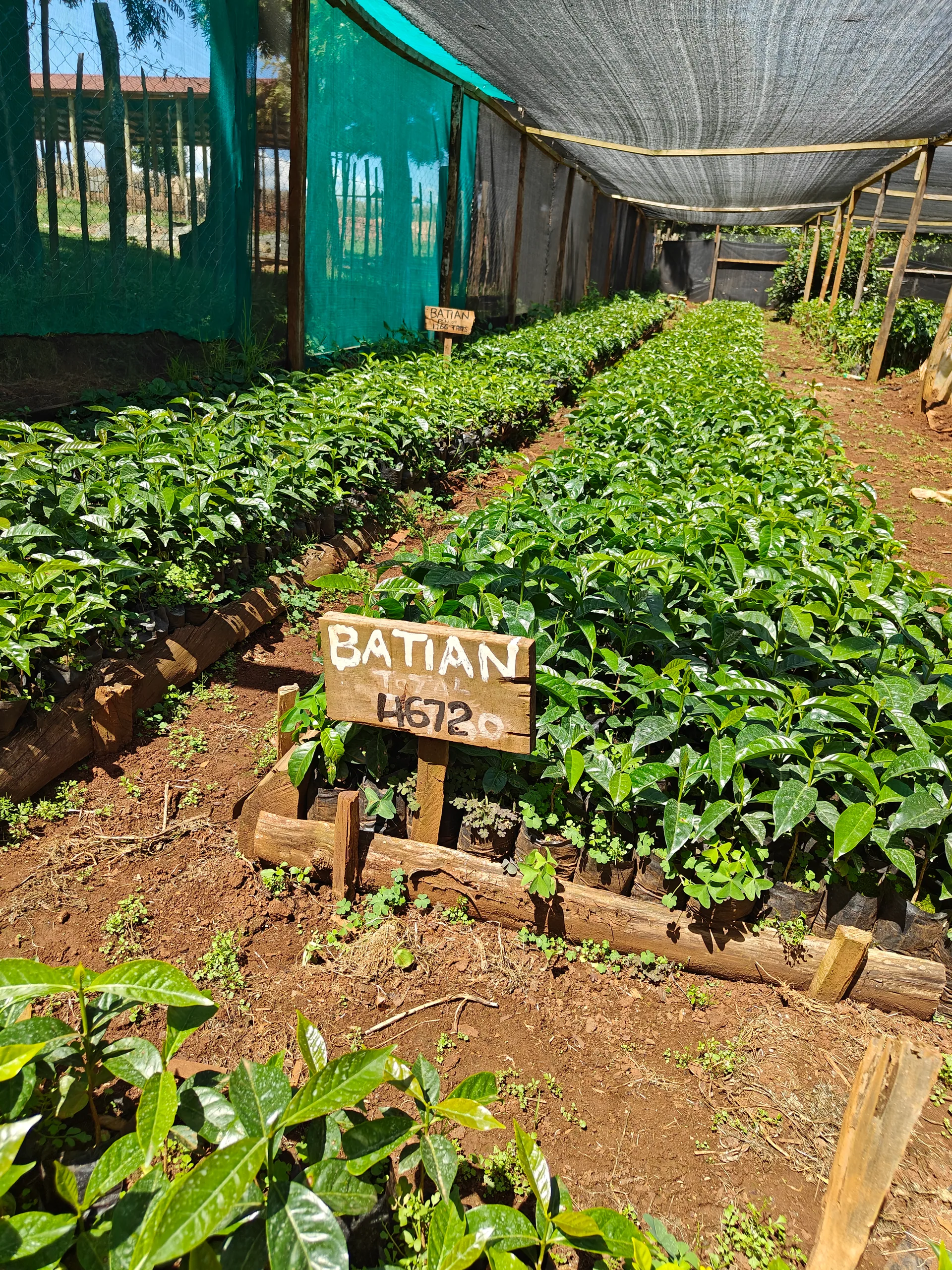 Rows of Batian coffee seedlings and their handwritten label in Siliot's shaded nursery