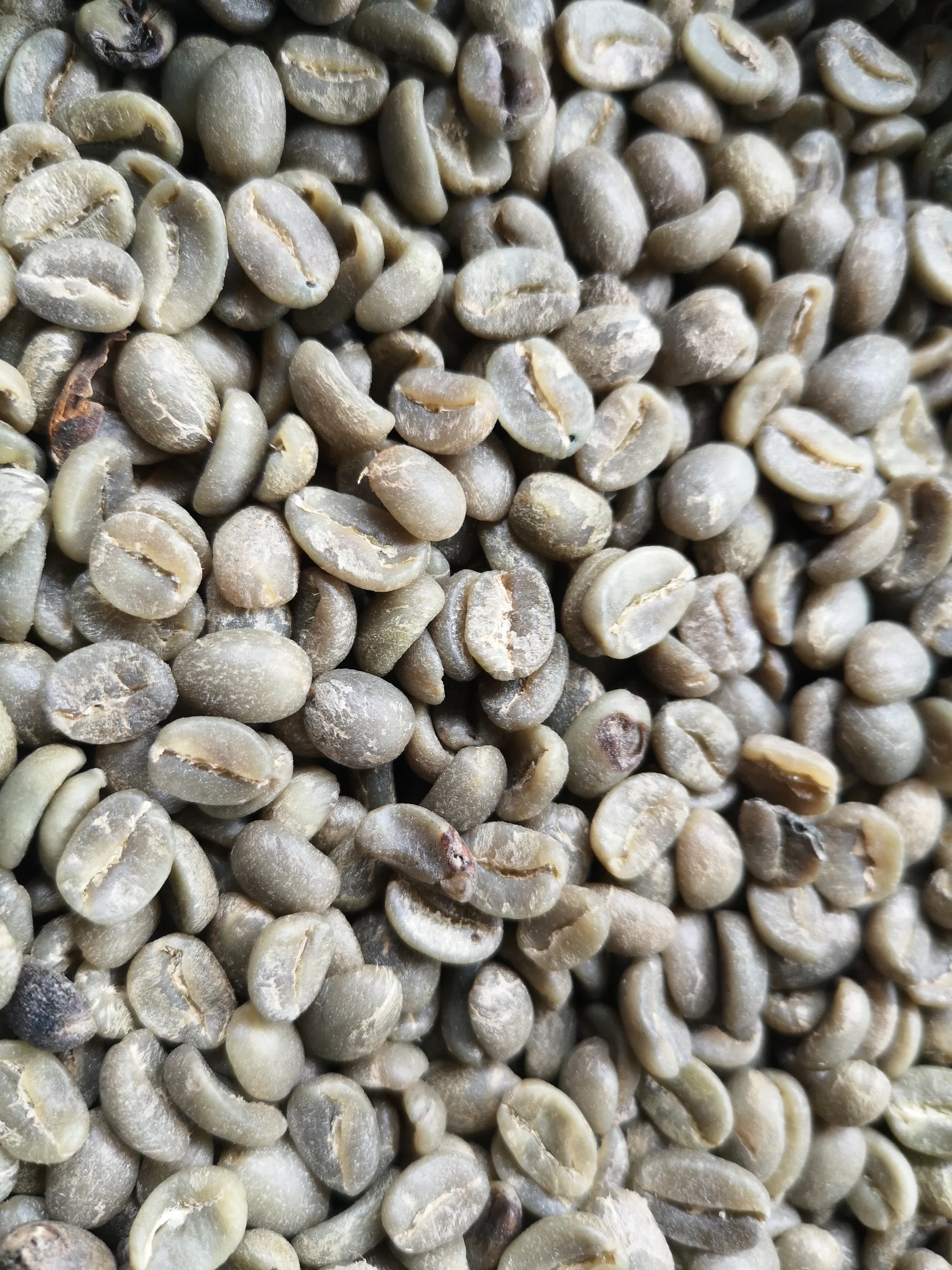 Close-up texture of unroasted green arabica coffee beans