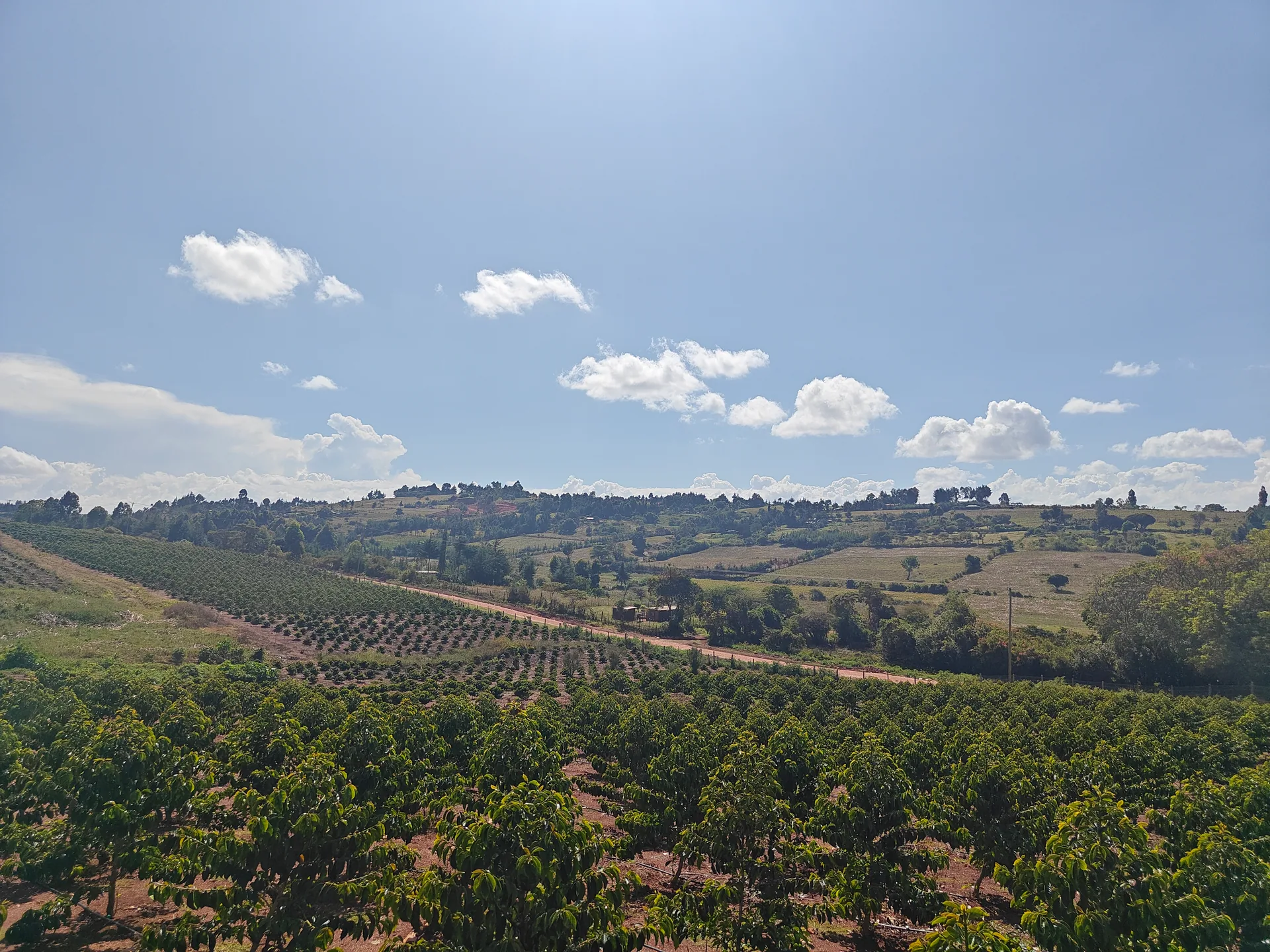 Coffee fields spreading across Siliot's hillside farm in Moiben