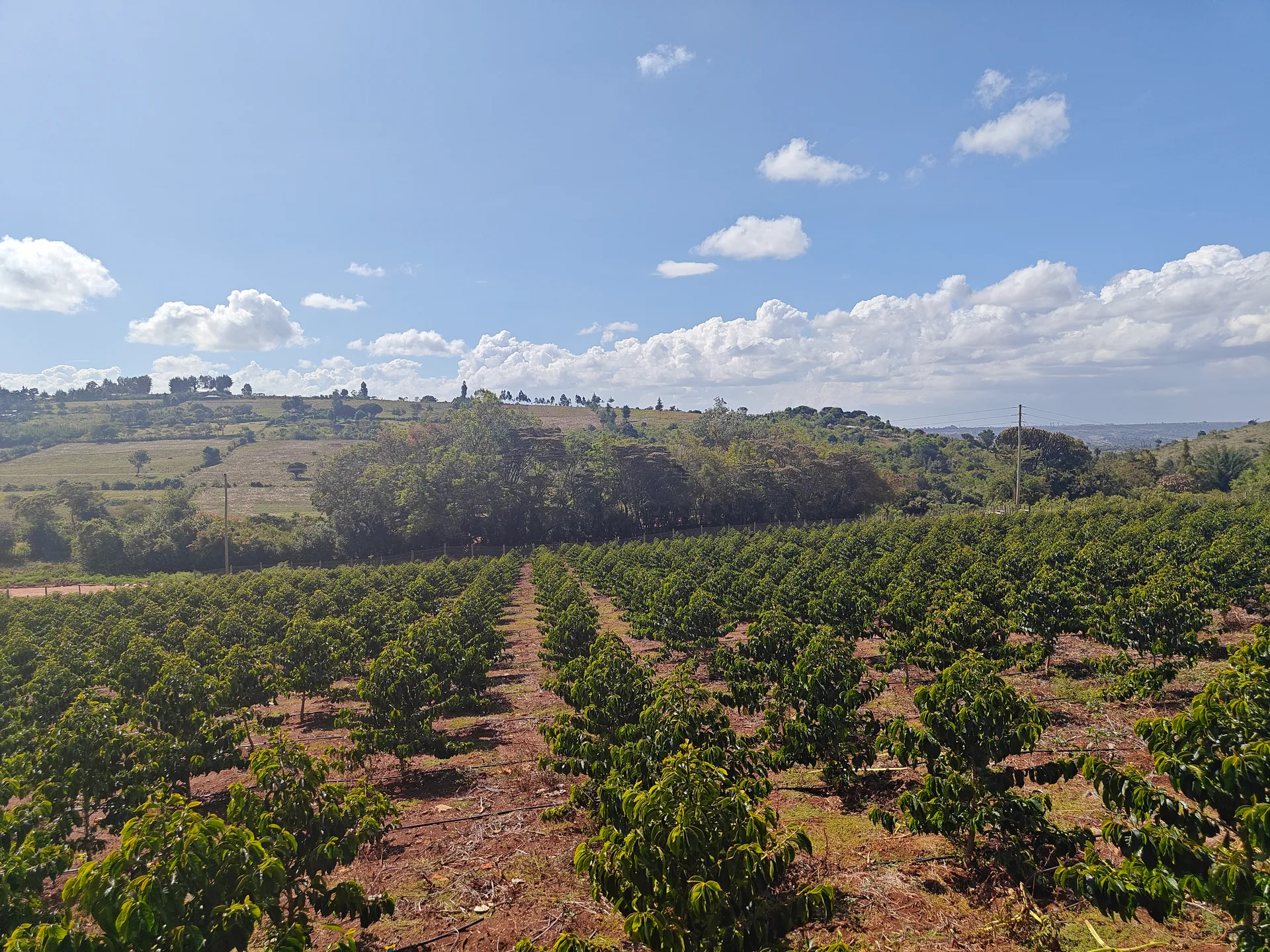 Rows of coffee growing beneath the highland sky at Siliot's Moiben farm