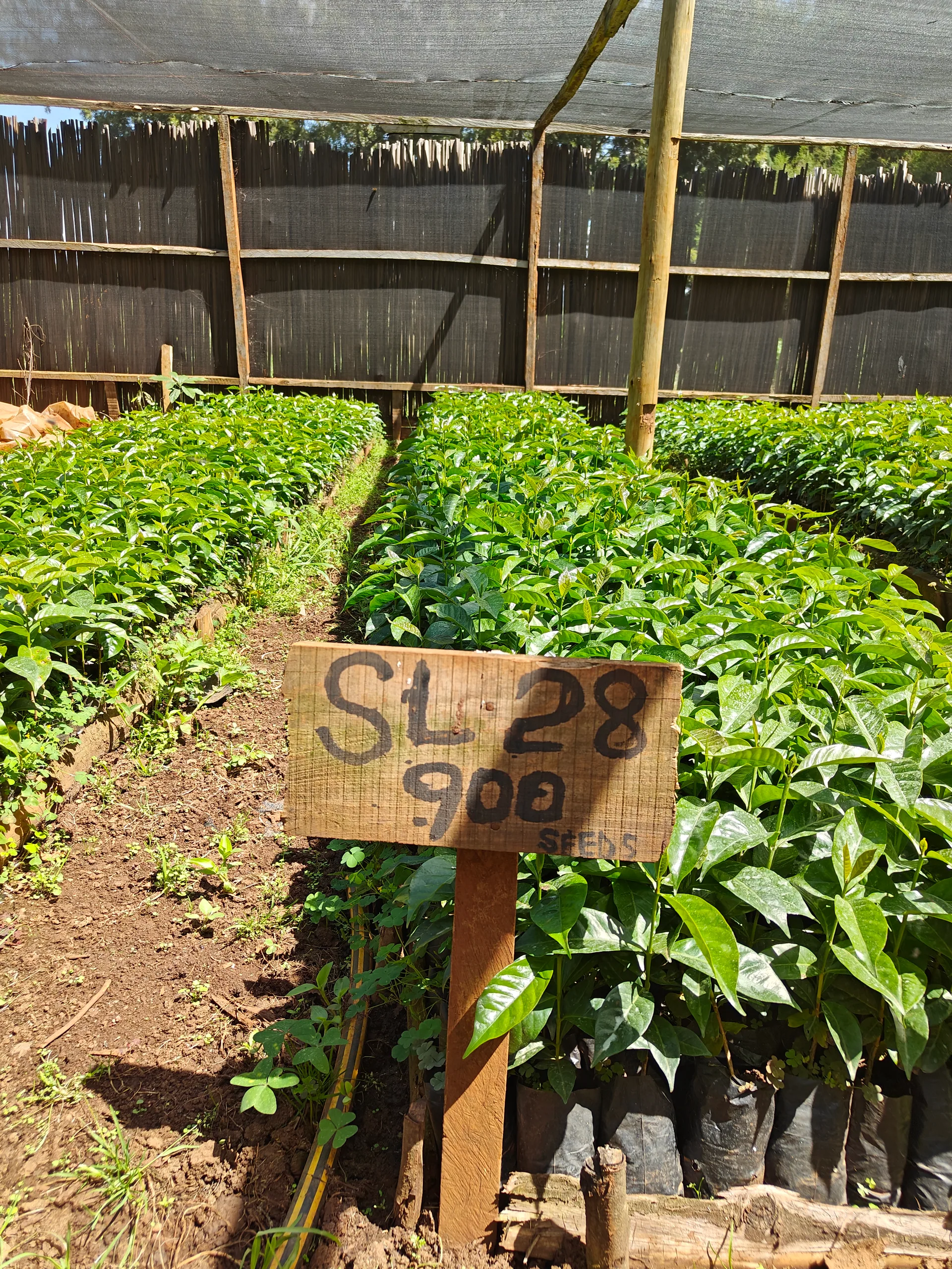 Young SL28 coffee seedlings beside their handwritten label in Siliot's shaded nursery